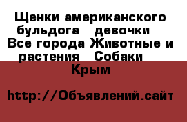 Щенки американского бульдога ( девочки) - Все города Животные и растения » Собаки   . Крым